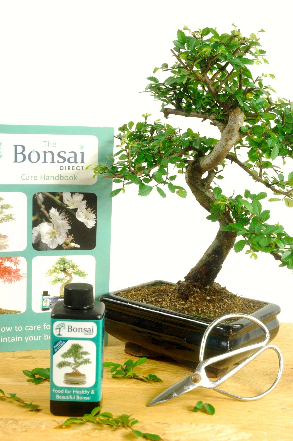 Chinese Elm Bonsai - top starter kit for sale