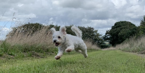 Pogo enjoying new site