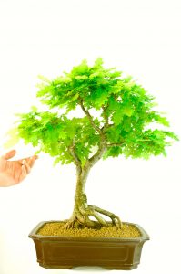 English Oak (Quercus robot) Bonsai Tree