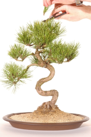 267b Pruning bonsai tree