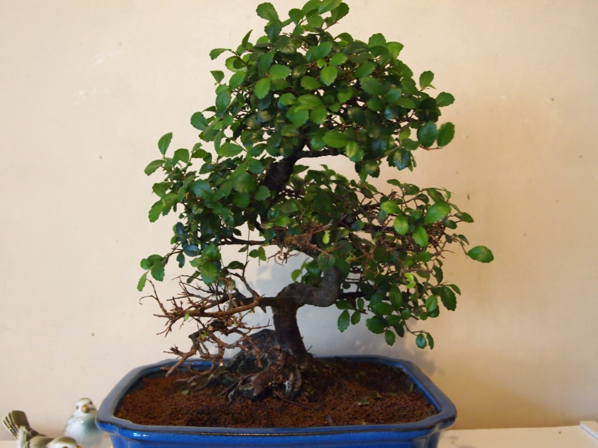 Chinese Elm Bonsai