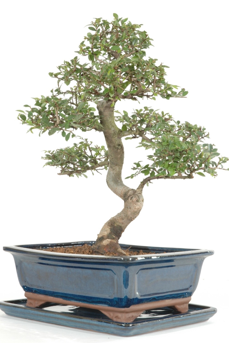 PE4b Indoor bonsai tree descriptions