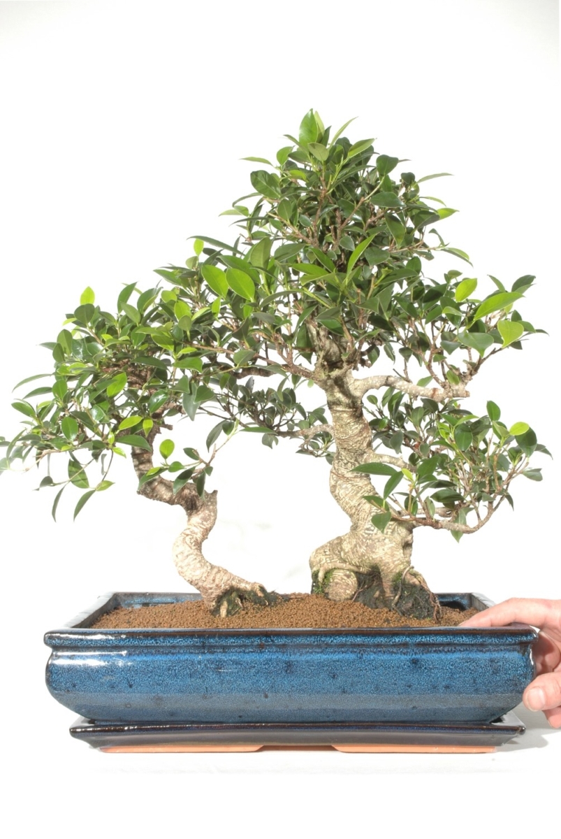 Premium Ficus Bonsai