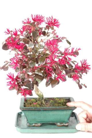 Chinese Blush tree bonsai - Loropetalum