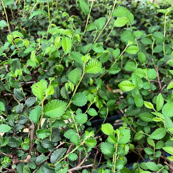 Chinese Elm Bonsai Question about the care of an Chinese Elm Indoor Bonsai