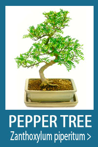 Pepper Tree Bonsai