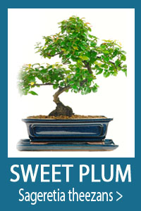 Sageretia bonsai