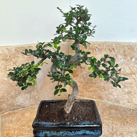 Chinese elm bonsai tree