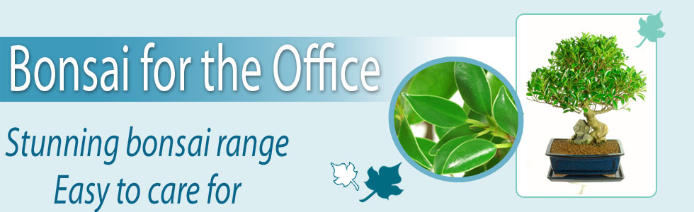 Bonsai for the Office Banner