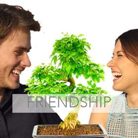 Bonsai trees meaning friendship