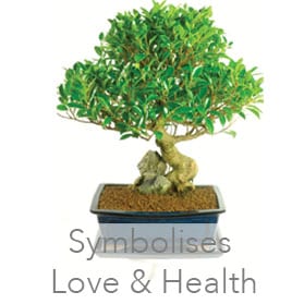 Ficus indoor bonsai for Sale