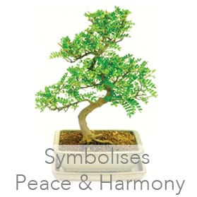 pepper tree indoor bonsai