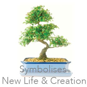 Chinese Sweet plum sageretia theezans bonsai