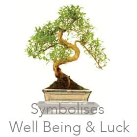 Tree of a thousand stars (snowrose) Serissa foetida bonsai