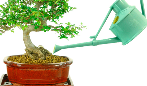 Watering bonsai tree