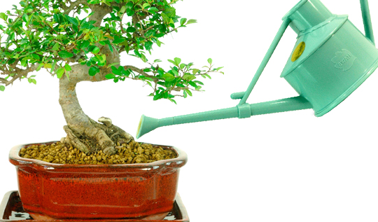 Watering bonsai tree
