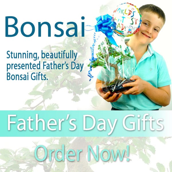 Father's Day Bonsai Tree Gifts Father's Day Bonsai Tree Gifts