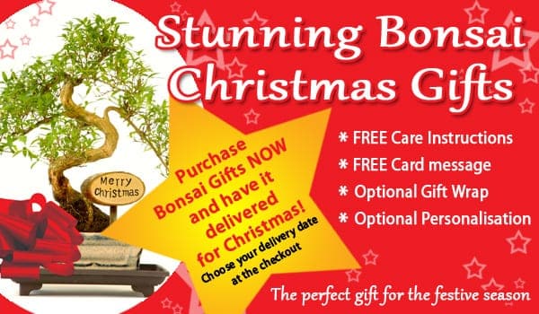 Christmas Bonsai Gifts