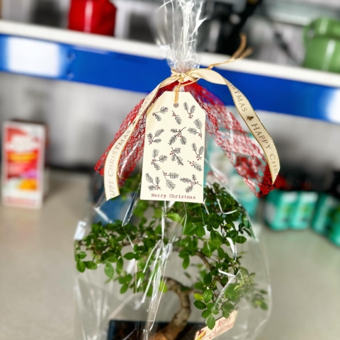 Christmas Bonsai Gifts