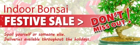 Festive bonsai sale