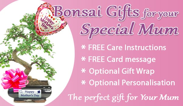 Mothers Day Bonsai Information