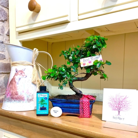 Mother's Day gifts - Beautiful bonsai trees