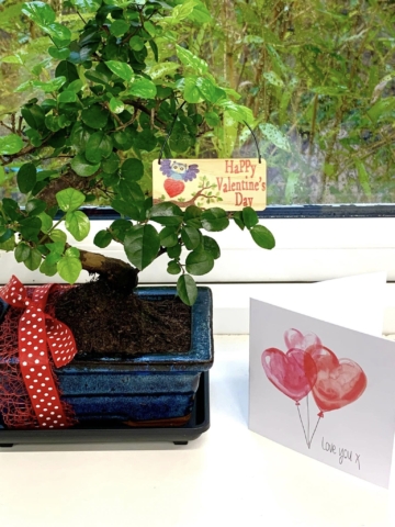 Valentine's Day plant gifts