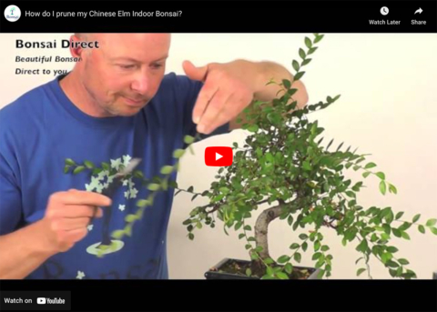 Bonsai Pruning Tutorial
