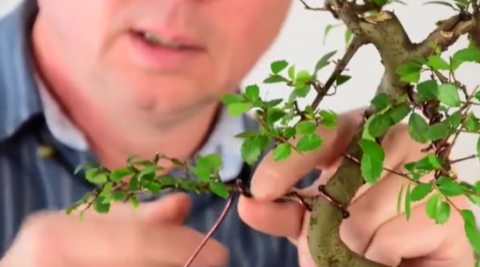 Wiring bonsai tree tutorial
