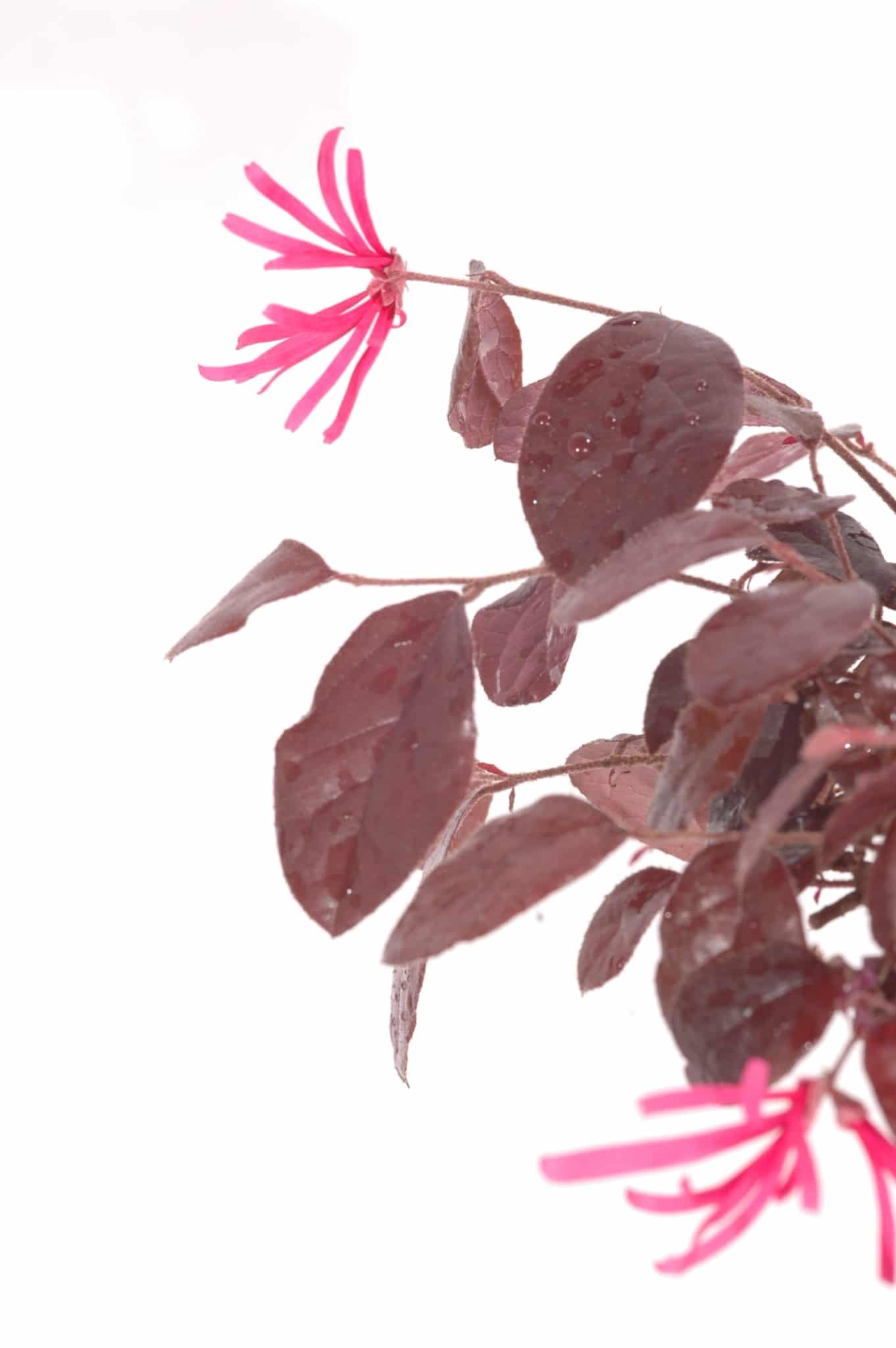 Loropetalum (Chinese Blush Tree) Bonsai Flowers