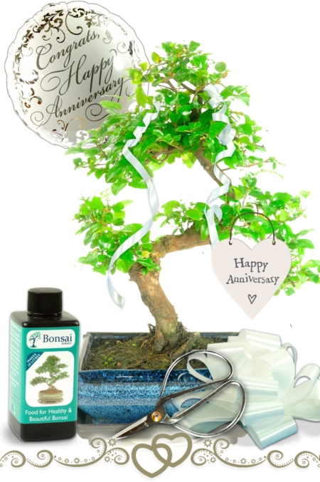 swat plum fruiting bonsai anniversary gift set