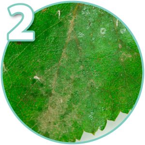 Aphid on bonsai tree 2