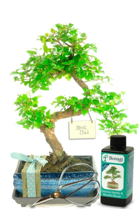 Natural Range 'Best Dad' Bonsai Gift