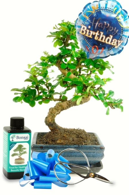 Beautiful Birthday Bonsai Gift Set