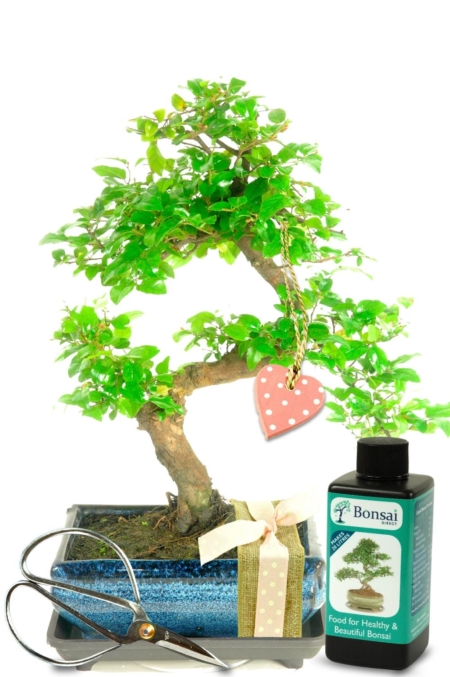 Natural Range Birthday Bonsai Gift - For Her