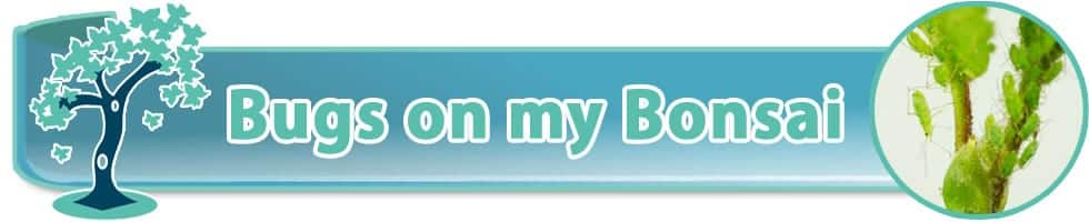 Pests on a bonsai tree