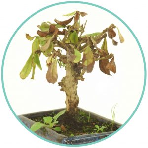 Overwatering bonsai trees
