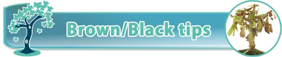 Overwatering bonsai tree symptoms