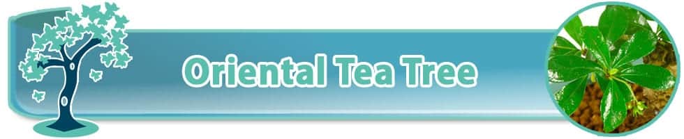 Oriental Tea Tree (Carmona microphylla) indoor bonsai trees