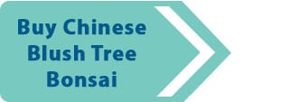 Buy Chinese Blush Indoor Bonsai Trees