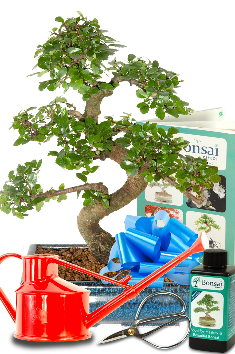 The best Chinese elm bonsai starter kit for sale