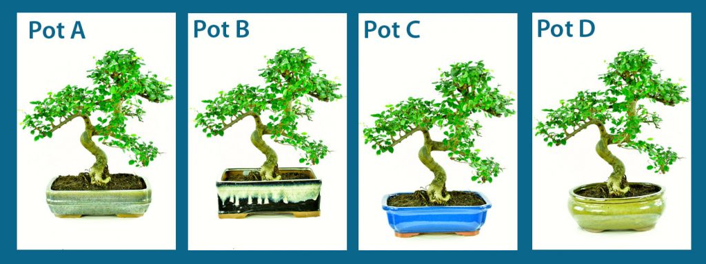 Choosing a bonsai pot