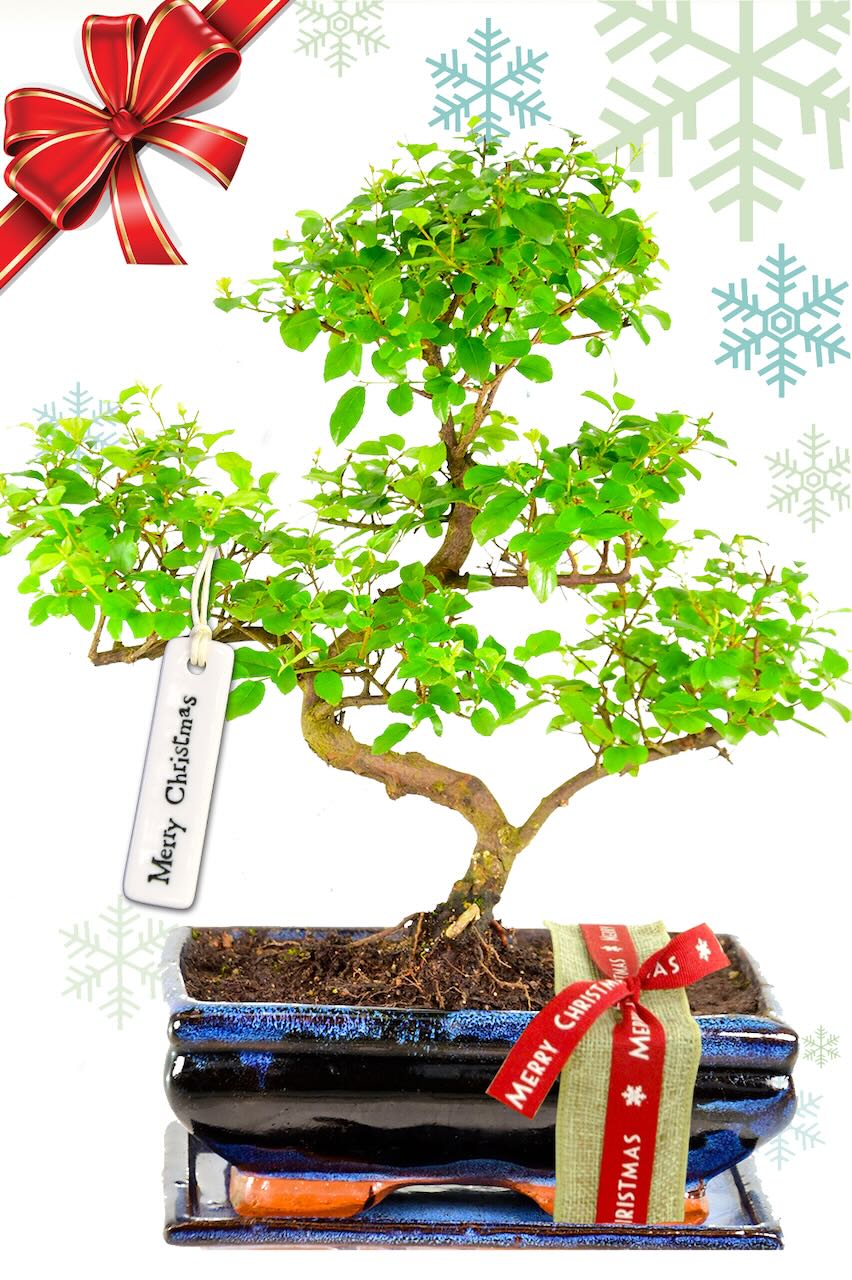 Outstanding Larger Sweet Plum - A Wondrous Christmas