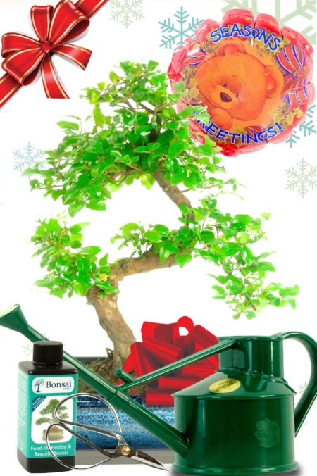 Elegant Beginners Bonsai Starter Kit with Christmas Balloon
