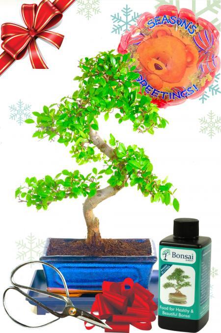 Beautiful Christmas gifts - Chinese Elm Bonsai tree with starter kit | FREE UK delivery is available!
