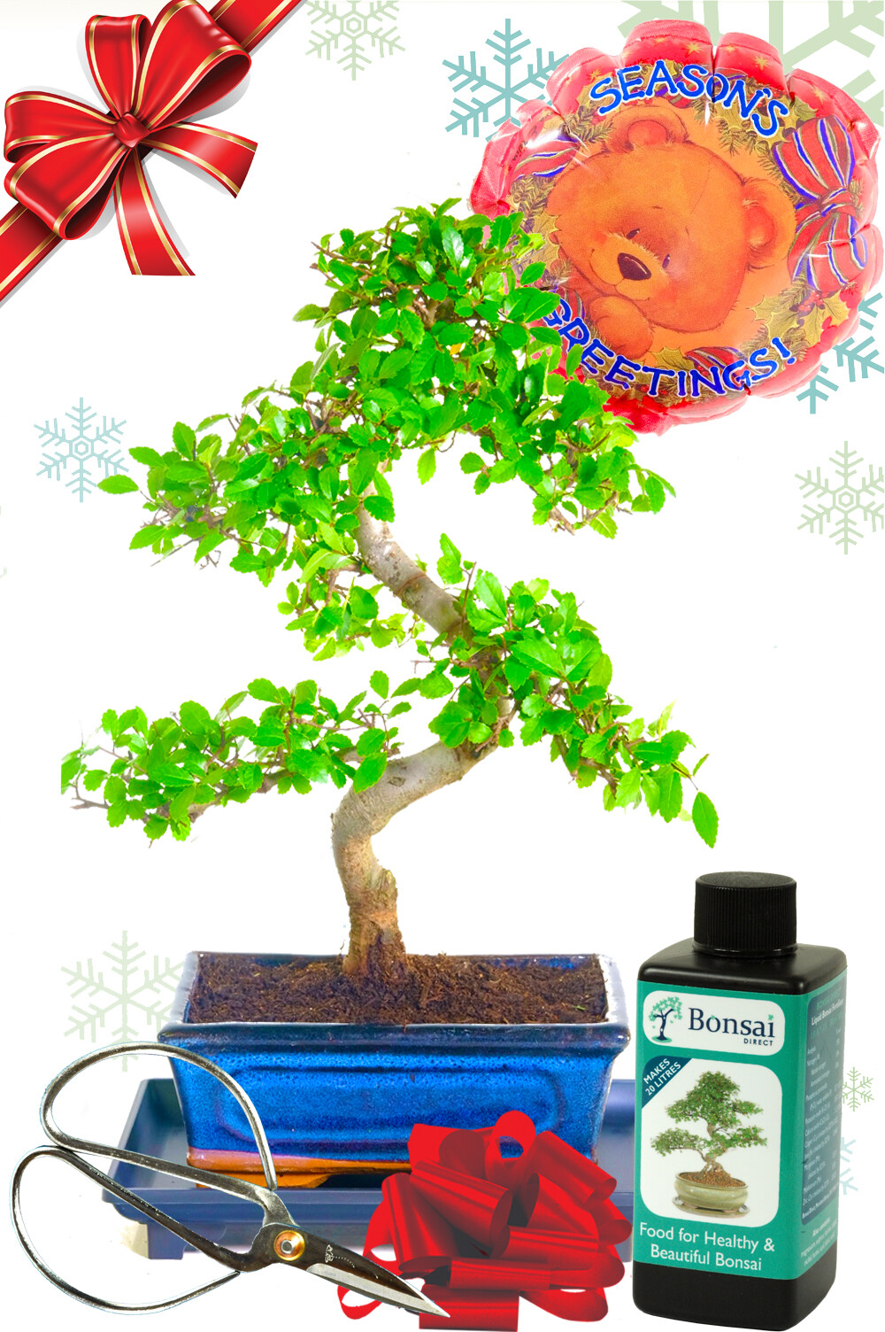 Beautiful Christmas gifts - Chinese Elm Bonsai tree with starter kit | FREE UK delivery is available!