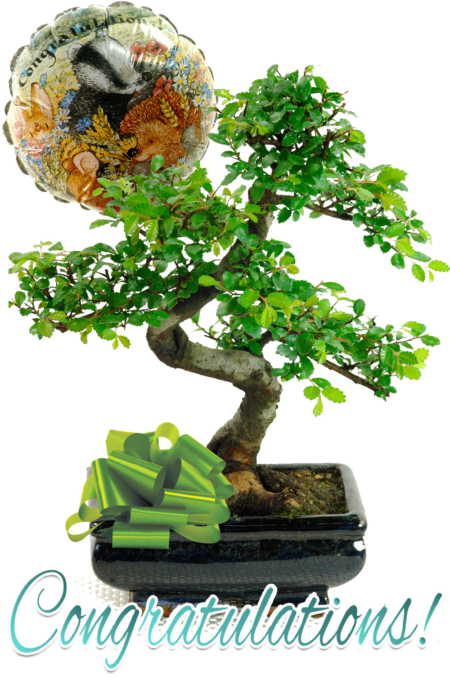 Twisty Congratulations bonsai gift for sale UK