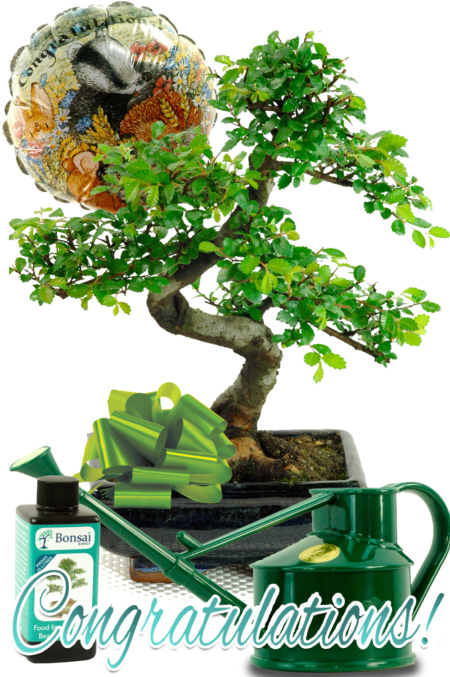 Twisty Congratulations bonsai gift for sale UK