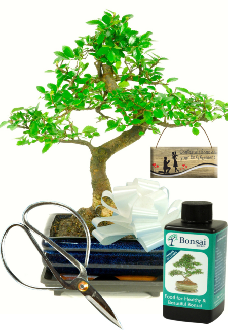Twisty Chinese Elm engagement bonsai gift for sale UK