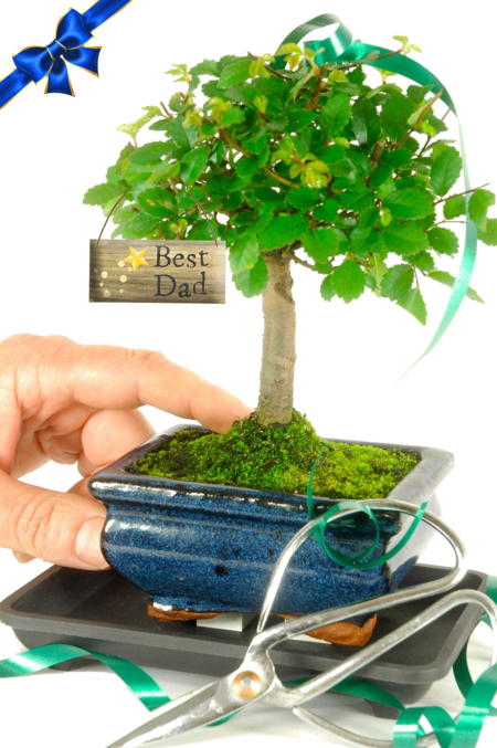 Father's Day Starter Baby Bonsai Kit